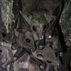Scientists discover two brand new viruses in bats in China - and warn they could spill over to humans