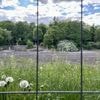 Klima-Umbau in der Berliner Hasenheide: Lockerer Boden, Mittelmeer-Bäume, Wasser aus dem Schwimmbad