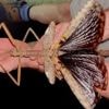 Nieuwe soort wandelende tak is mogelijk het zwaarste insect dat ooit in Australië werd ontdekt