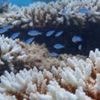 Worst bleaching on record for Western Australian coral reefs
