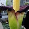 Le « phallus de Titan », la plus grande fleur du monde, va une nouvelle fois fleurir près de Nancy