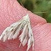 Fury as Welsh Labour government spends £250,000 on project to count MOTHS while it cuts public services