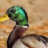 Somme : un enfant découvre 55 canards morts abandonnés sur un terrain, un chasseur se dénonce