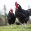 Coq, poules… A-t-on vraiment le droit de détenir des animaux de basse-cour quand on vit en ville ?