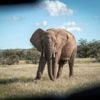 Zoals Nederland het wolvendebat kent, zo heerst in Namibië de olifantendiscussie