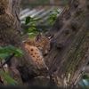 Stephan weet waar de ontsnapte lynx zit: ‘Paar keer met wildcamera gespot’