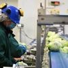 « Le premier champ à moins d’un kilomètre » : la salade en sachet dévoile ses secrets de fabrication