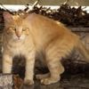 Wetenschappers zijn erachter waarom sommige katten oranje zijn