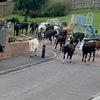 Moment herd of cows go on the run in a Scotland housing estate after 124mph winds from Storm Floris blows down fence