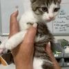 Tierheime sind am Limit: Warum in Deutschland so viele Straßenkatzen leiden müssen