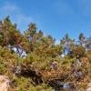 Mesurer un pin, transformer une feuille en papillon… Comment faire découvrir les arbres aux enfants