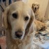 Dog ban for petting experience owner after deaths