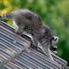 "Ce n'est pas une bonne nouvelle" : un raton laveur aperçu pour la première fois dans les Pyrénées-Orientales