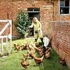 Countess' chickens behind plan to tear down 100-year-old greenhouses 'overrun with vermin' at stately home dubbed the 'real Downton Abbey'
