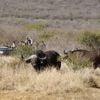 En Afrique du Sud, un chasseur américain tué par le buffle qu’il traquait lors d’un safari