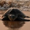 Une tortue parcourt au moins 3 500 kilomètres à la nage pour pondre ses œufs en Inde