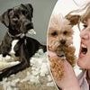 I'll admit it, I just don't like dogs - and please spare me the 'dog mummies', they're even worse than the baby bores: CLAUDIA CONNELL