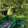 REPORTAGE. "Les apporter dans toute la France" : les grandes ambitions des producteurs de myrtilles en Bretagne