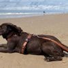 ‘Shadow weet hoe ze zich schuil moet houden’: massale zoektocht naar hond met behulp van warmtecamera’s