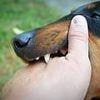 Alert as UK woman dies from terrifying rabies she caught from stray dog - health chiefs urge vital prevention tactic
