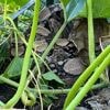 Boa constrictor van 2,5 meter duikt op in composthoop in Duitse tuin