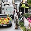 Appleby Horse Fair police catch drivers high on cocaine and cannabis as they arrest 49 and RSPCA probe animal cruelty cases at Europe's biggest gypsy gathering