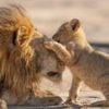 Attenborough gives 'family feels' in new show Parenthood
