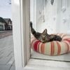 Katten doden jaarlijks 18 miljoen vogels, maar besteden 70 procent van hun tijd slapend