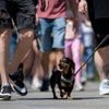 Hundreds of dachshunds chase record for Hungary's biggest single-breed dog walk