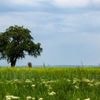 Wetterumschwung: Auf Frühsommer folgt „Frühdusche“
