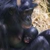 Affen-Nachwuchs: Bonobo-Baby im Kölner Zoo geboren