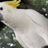 En Australie, des perroquets ont appris à boire de l'eau en ville en actionnant les fontaines publiques