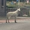 Politie schiet ontsnapte wolfshond dood die snelweg in Limburg wilde oversteken