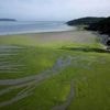 « J’en ai ras-le-bol » : cette maire bretonne ferme sans cesse cette plage à cause des algues vertes