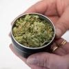 Neues Cannabis-Gesetz: Cannabis-Club startet mit Ausgabe in Oranienburg