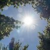 "On a des arbres avec des problèmes de croissance" : les forêts aussi souffrent des températures élevées