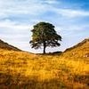 Pair accused of felling Sycamore Gap tree filmed themselves on 'moronic mission', court hears