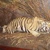 EDEN CONFIDENTIAL: Animal rights campaigners are roaring with rage at royal exhibit over stuffed 8ft Bengal tiger