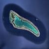 Is THIS where Amelia Earhart's missing plane is? Pilot is convinced he has found the location of the wreckage of her aircraft - using zoomed-in images from Google Earth