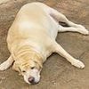 Study reveals the dog breeds most prone to being OVERWEIGHT - so, is your pup on the list?