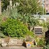 Look at the state of it! Anger of Blue Peter garden creator as he returns to find an overgrown mess