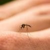 Le virus flambe dans plusieurs pays : et si la prochaine pandémie était portée par le moustique ?