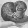 The mystery of Winston Churchill's dead platypus was unsolved, until now