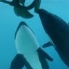 Jeux ou agressions ? Les orques défient les bateaux atlantiques