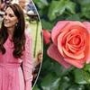 The Catherine Rose is revealed! RHS honour Princess of Wales' 'work to highlight healing power of nature' as they name stunning pink flower after her