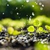 Regen in aantocht, maar de natuur is er nauwelijks mee geholpen: ‘Druppel op een gloeiende plaat’