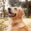 From woof to words: Scientists plan to use AI to translate animal noises into human language