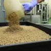 The US plans to begin breeding billions of flies to fight a pest. Here is how it will work