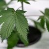 Nur Gras, kein Alkohol: Cannabis-Messe Mary Jane beginnt mit Fachbesuchertag