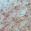 Zweiter Patient stirbt an Borna-Virus: Zu diesem Tier sollten sie den Kontakt meiden